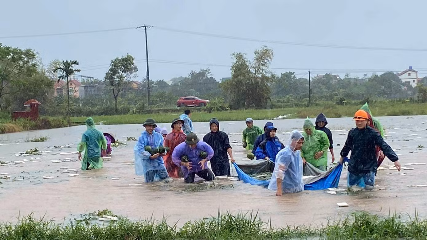 Thanh niên Hưng Yên dầm mưa hỗ trợ nông dân thu hoạch nông sản chống ngập lụt sau bão số 3, năm 2024.