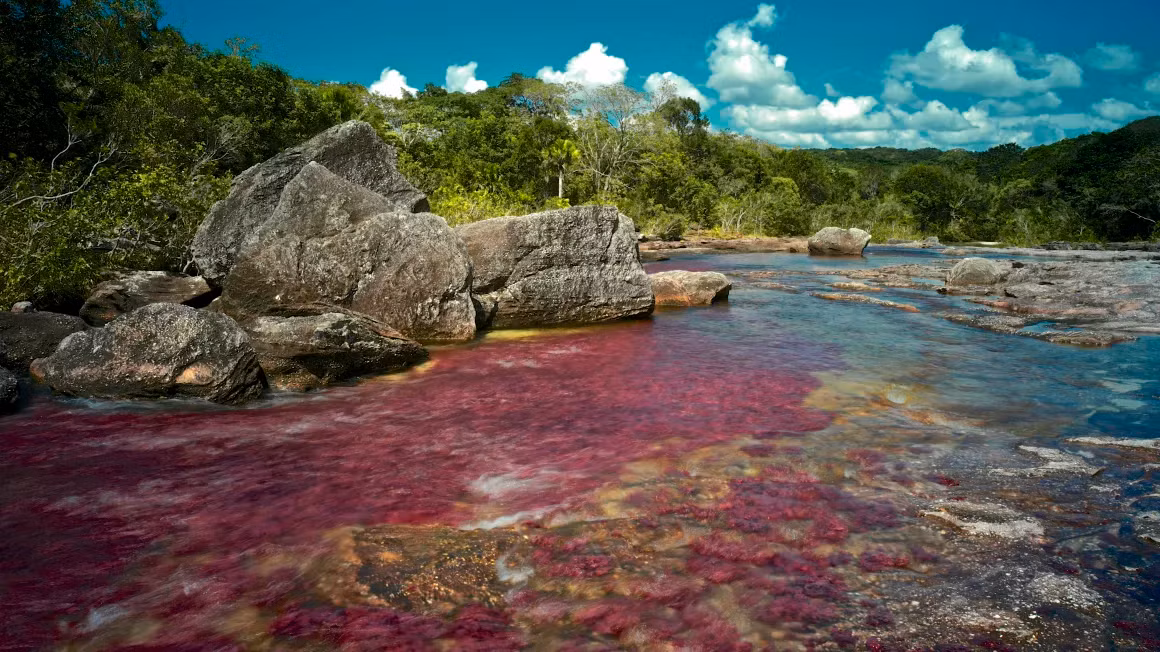 Trong khoảng thời gian ngắn ngủi giữa mùa mưa và mùa khô ở Colombia, dòng nước Cano Cristales trở nên rực rỡ với đủ màu đỏ, vàng và xanh lá cây. Hiện tượng sống động này là do Macarenia clavigera - một loại cây được tìm thấy ở lòng sông. Hiện tại, du khách chỉ được phép bơi ở một số khu vực nhất định ở hồ mà không được bôi kem chống nắng để bảo vệ hệ sinh thái mỏng manh này. Ảnh: AP.