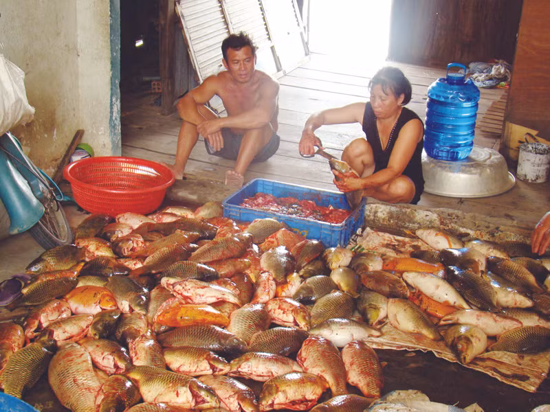 Thẫn thờ bên đống cá chết được vớt từ bè cá nuôi