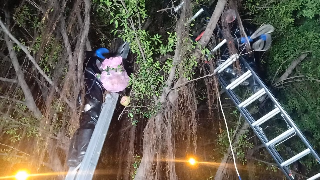 Cán bộ chiến sĩ sử dụng trang phục bắt ong chuyên dụng để thực hiện nhiệm vụ.