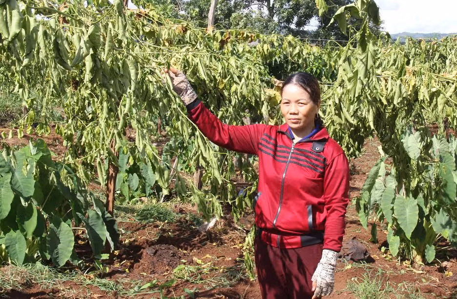 Thương lái 'bỏ bom' khiến hàng tấn bí vứt đầy đường ảnh 1