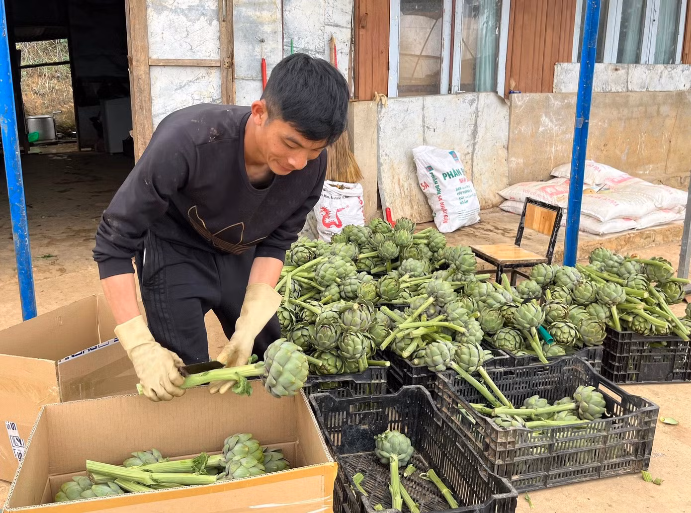Theo anh Nguyễn Thế Hoàng (người trồng Atiso ở xã Tà Nung, thành phố Đà Lạt), trước đây thảo dược này trồng ở nhiều vùng nhưng nhiều nhất ở làng hoa Thái Phiên (phường 12, thành phố Đà Lạt) do có điều kiện thời tiết, thổ nhưỡng tốt. Hiện nhiều vùng khác tại Đà Lạt như: Tà Nung, Vạn Thành… đã được người dân trồng Atiso thay thế cho nhiều loài hoa khác vì nó có giá trị kinh tế cao. Giá bán thảo dược này tại các chợ Đà Lạt từ 110 - 150 nghìn đồng/kg, tuỳ theo chủng loại và theo mùa.