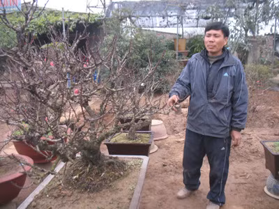 Ông Lê Hàm bên gốc cây đào thất thốn cho thuê 100 triệu đồng 