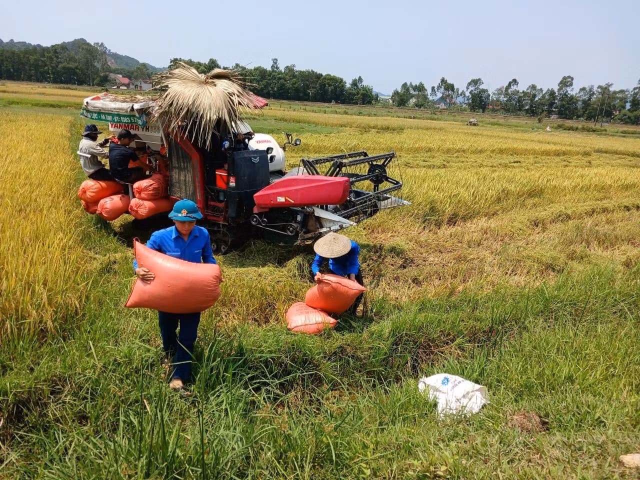 Những ngày này, nhiều cánh đồng lúa vụ Xuân ở Hà Tĩnh đã chín vàng. Để thu hoạch giúp những hộ gia đình chính sách, người già neo đơn, lực lượng thanh niên không quản ngại nắng nóng xuống đồng giúp người dân. Ảnh: H.N