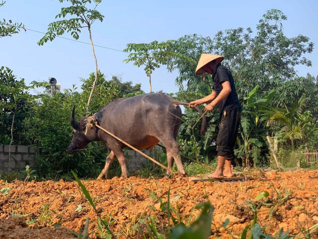 Trong những ngày nắng nóng diện rộng, những người nông dân gắn bó với đồng ruộng lại càng thêm vất vả.