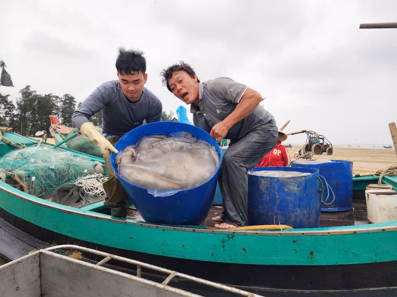 Ngay sau khi sứa biển được đánh bắt ngoài khơi và đưa vào bờ sẽ nhập cho các cơ sở tập trung đầu mối thu mua theo từng khay nhựa hoặc theo từng xe kéo.