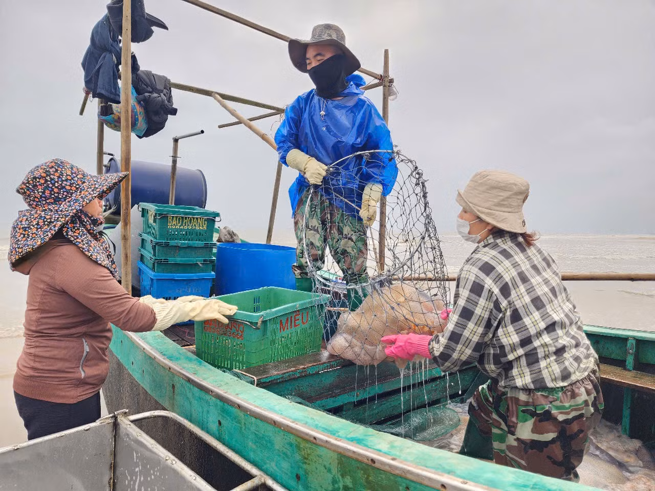 Sau khi thuyền cập bờ, sứa được bán cho thương lái, ngư dân vội vàng cho tàu ra khơi để tiếp tục đánh bắt những chuyến sứa kế tiếp.