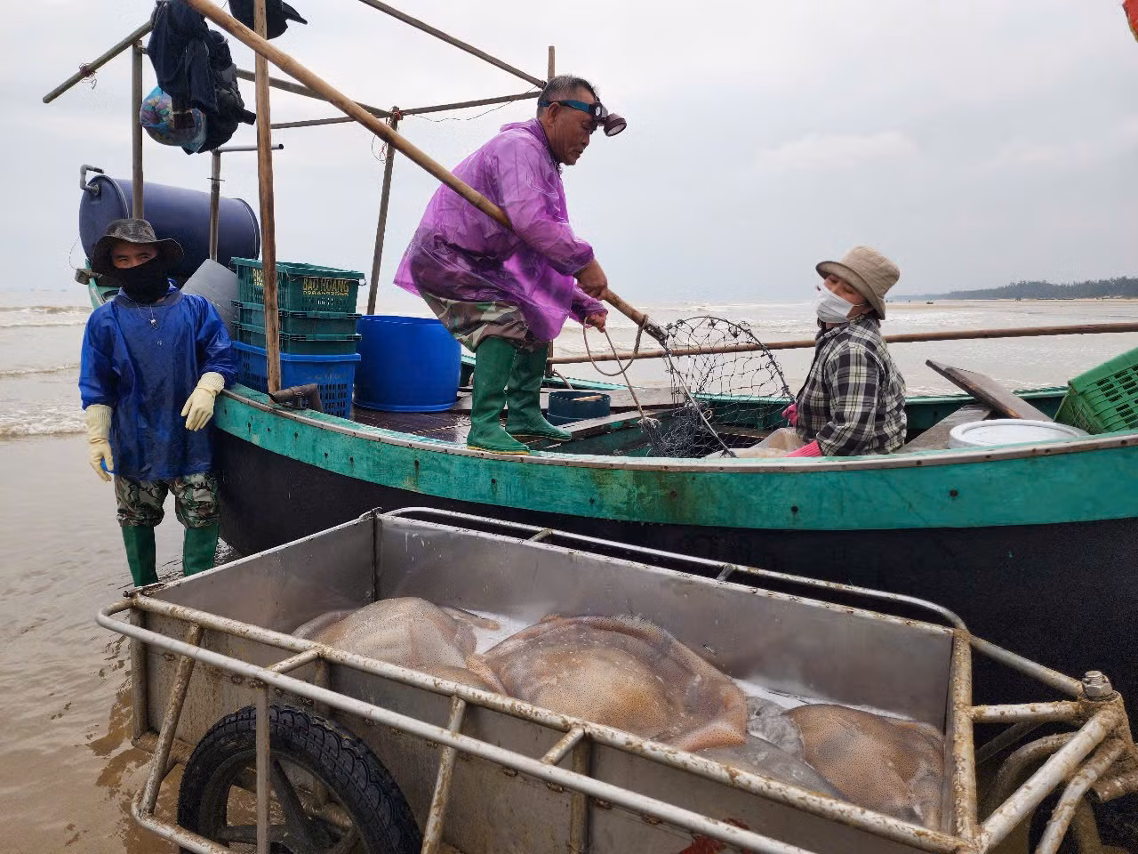 "Mỗi ngày thuyền chúng tôi ra khơi 3 chuyến biển, thu về từ 6 - 7 tấn sứa biển, bán được 8 triệu đồng. Chi phí đầu tư không cao, nhưng mang về nguồn thu lớn , tạo động lực để vươn khơi", ngư dân Nguyễn Đình Loan (67 tuổi, trú tại thôn Toàn Thắng, xã Thạch Trị) chia sẻ.