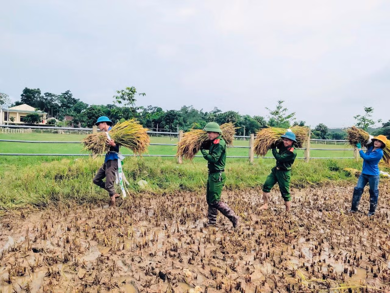 Theo đại uý Đức, trong ngày 23/5, có 5 chiến sỹ công an xã và 20 đoàn viên thanh niên của xã xuống các cánh đồng ở thôn 4, xã Sơn Tiến để thu hoạch lúa. Đây là khu vực bị ngập sau đợt mưa lớn vừa qua.