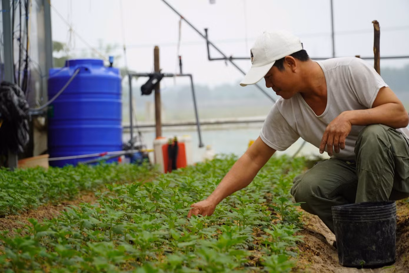 Ông Bùi Quang Biên (52 tuổi, trú thôn Xuân Sơn) cho biết, năm nay gia đình trồng 17.000 gốc hoa cúc trên tổng diện tích 400m2. Những ngày này gia đình ông Biên đang tất bật xuống giống hoa để phục vụ thị trường Tết.