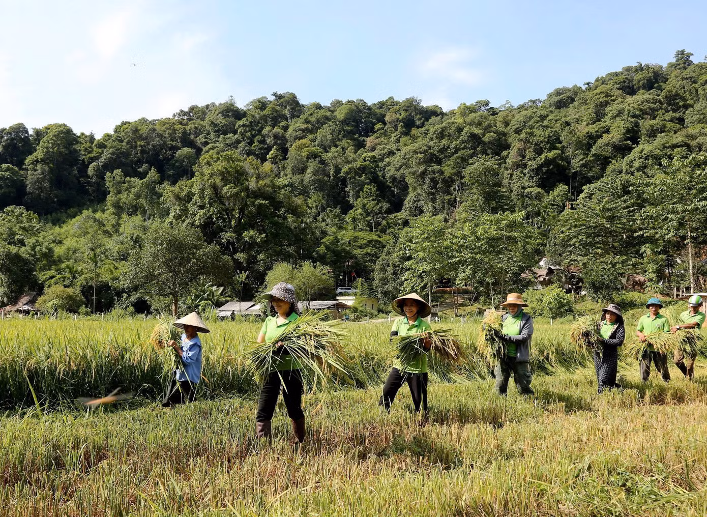 Hàng chục chiến sĩ biên phòng, cán bộ Hội Nông dân huyện Hương Khê tình nguyện lội ruộng gặt và đưa lúa về tận nhà cho bà con.