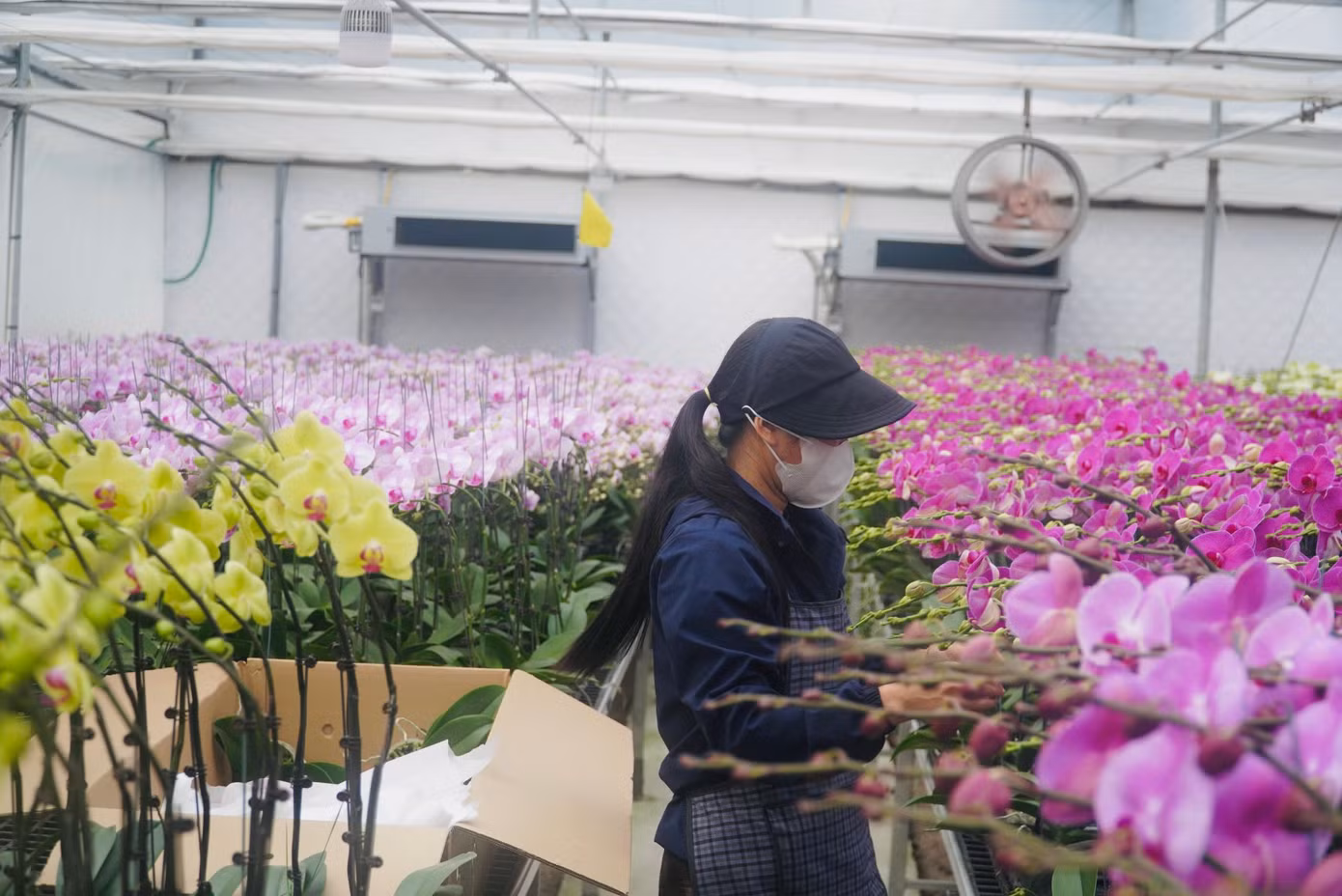Năm 2025, vườn lan xuống giống 65.000 bịch, với 20 giống. Chủ yếu tập trung màu lan đỏ địa chủ, hồng mai, hồng phát tài.