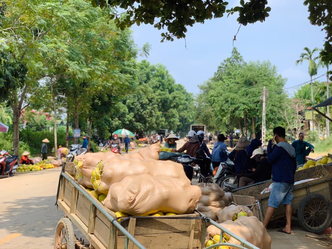 Người dân đóng thành từng bao tải để vận chuyển bưởi đi ra các tỉnh phía Bắc và vào miền Nam, nhưng do ảnh hưởng của mưa bão nên bưởi năm nay tiêu thụ chậm, giá thành giảm khiến nhiều người dân lo lắng.