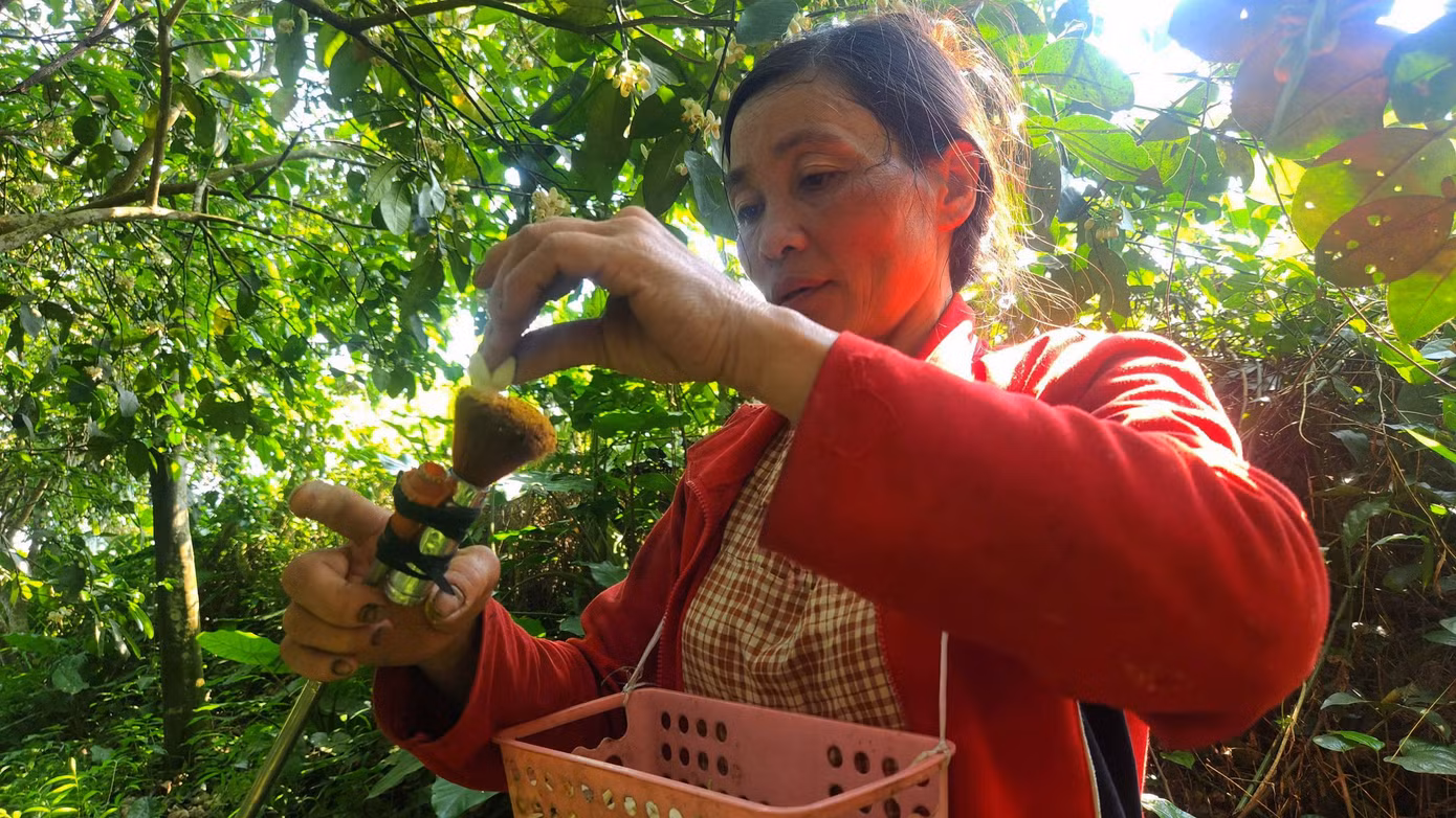 Những ngày này, gia đình bà Bạch Thị Minh (50 tuổi, trú tại thôn 4, xã Hương Thủy, huyện Hương Khê) tất bật với công việc thụ phấn cho cây bưởi Phúc Trạch. Gia đình bà có hàng chục gốc bưởi được trồng trong khu vườn có diện tích 500 m2. Xác định nguồn thu nhập chính, nên bà Minh tự tay thụ phấn cho cây bưởi để tăng tỷ lệ đậu quả.