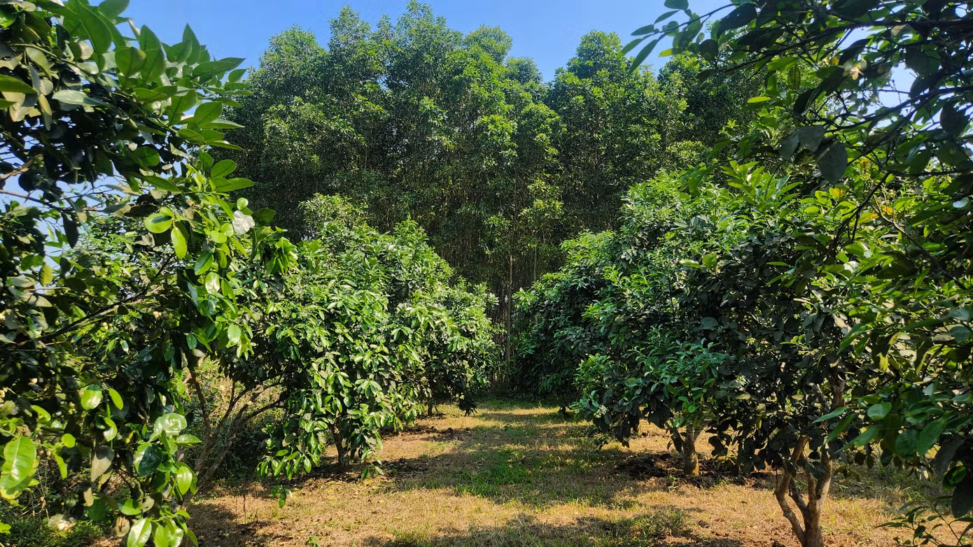 Khi hoa bưởi nở trắng, người dân bắt đầu quy trình thụ phấn cho hoa. Quá trình này đỏi hỏi sự tỉ mỉ, kiên nhẫn giúp hoa bưởi kết trái tốt hơn.