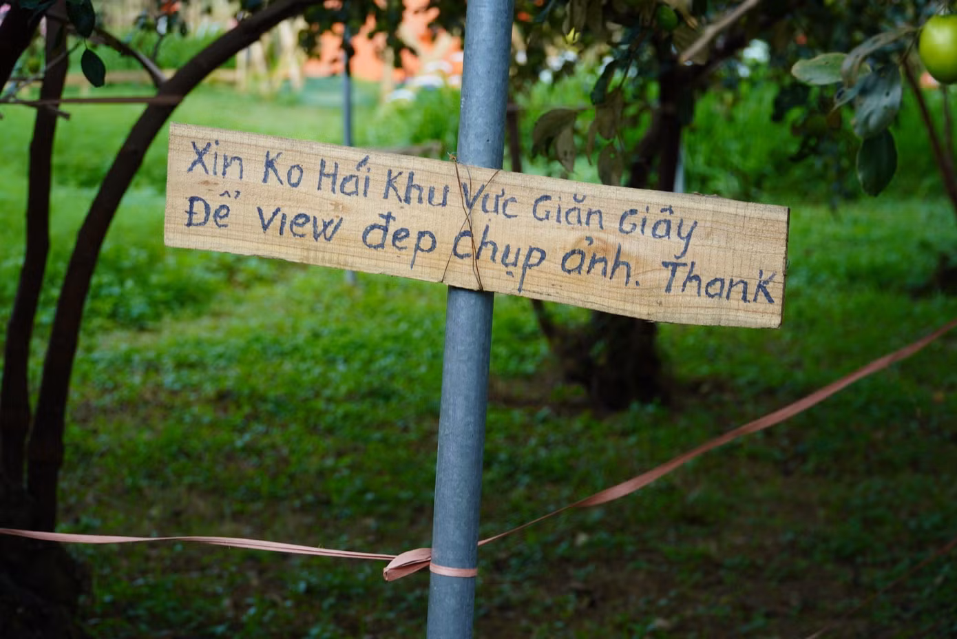 Những vị trí đẹp, được anh Tính chăng dây yêu cầu khách không hái quả để làm nơi chụp ảnh.