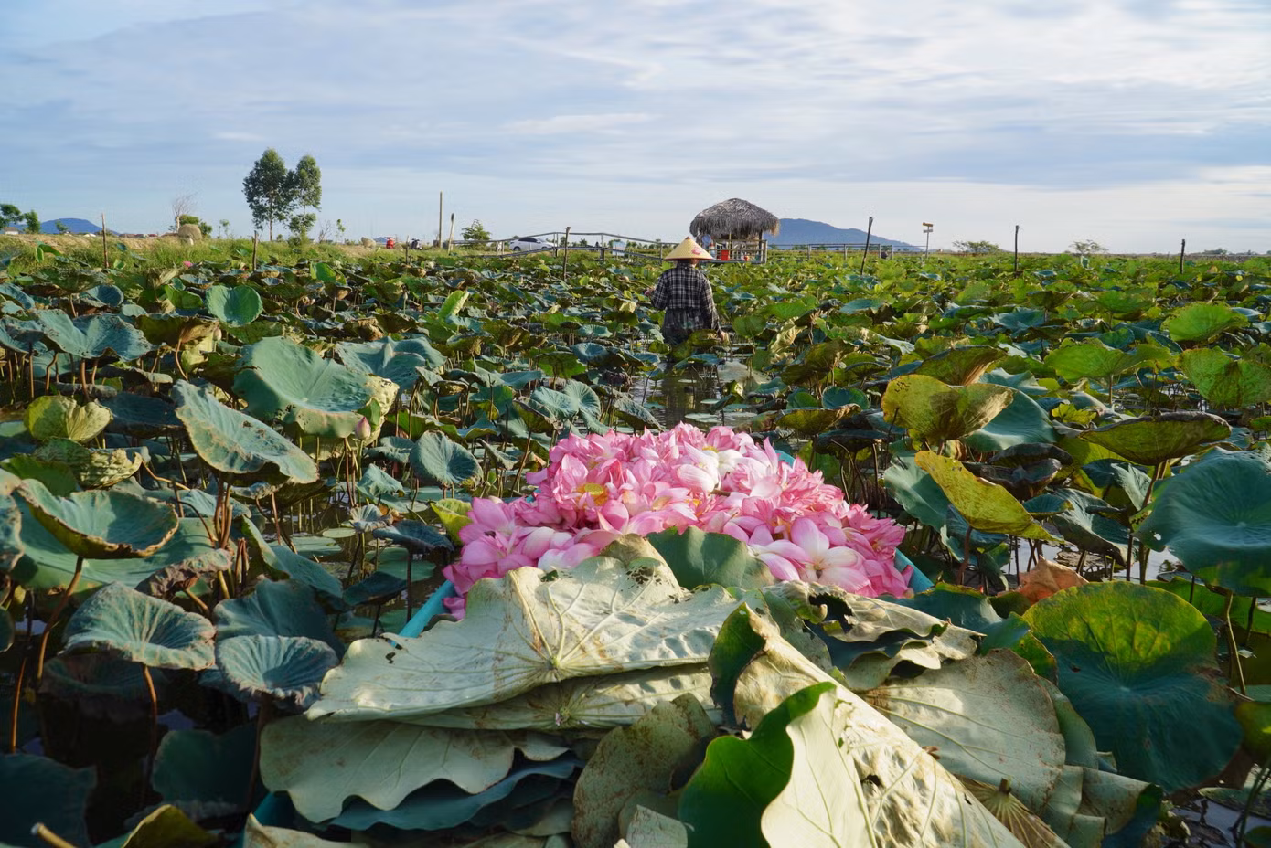 Nơi đây từng là đầm lầy bỏ hoang, nay tạo nên giá trị kinh tế lớn.