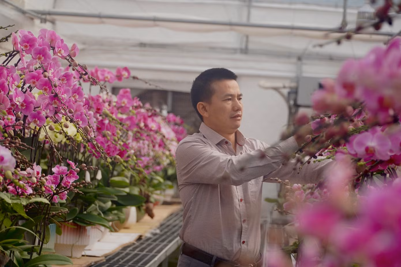 Những ngày này, tại khu vườn lan rộng hơn 2.500m2 tại thôn Thanh Lan, xã Thạch Khê, thành phố Hà Tĩnh cũng có gần 20 công nhân cấp tập tưới nước, chọn lan, đóng gói hàng xuất đi các tỉnh, thành phố: Hà Nội, Nam Định, Thanh Hóa, Nghệ An Quảng Bình, Đà Nẵng…