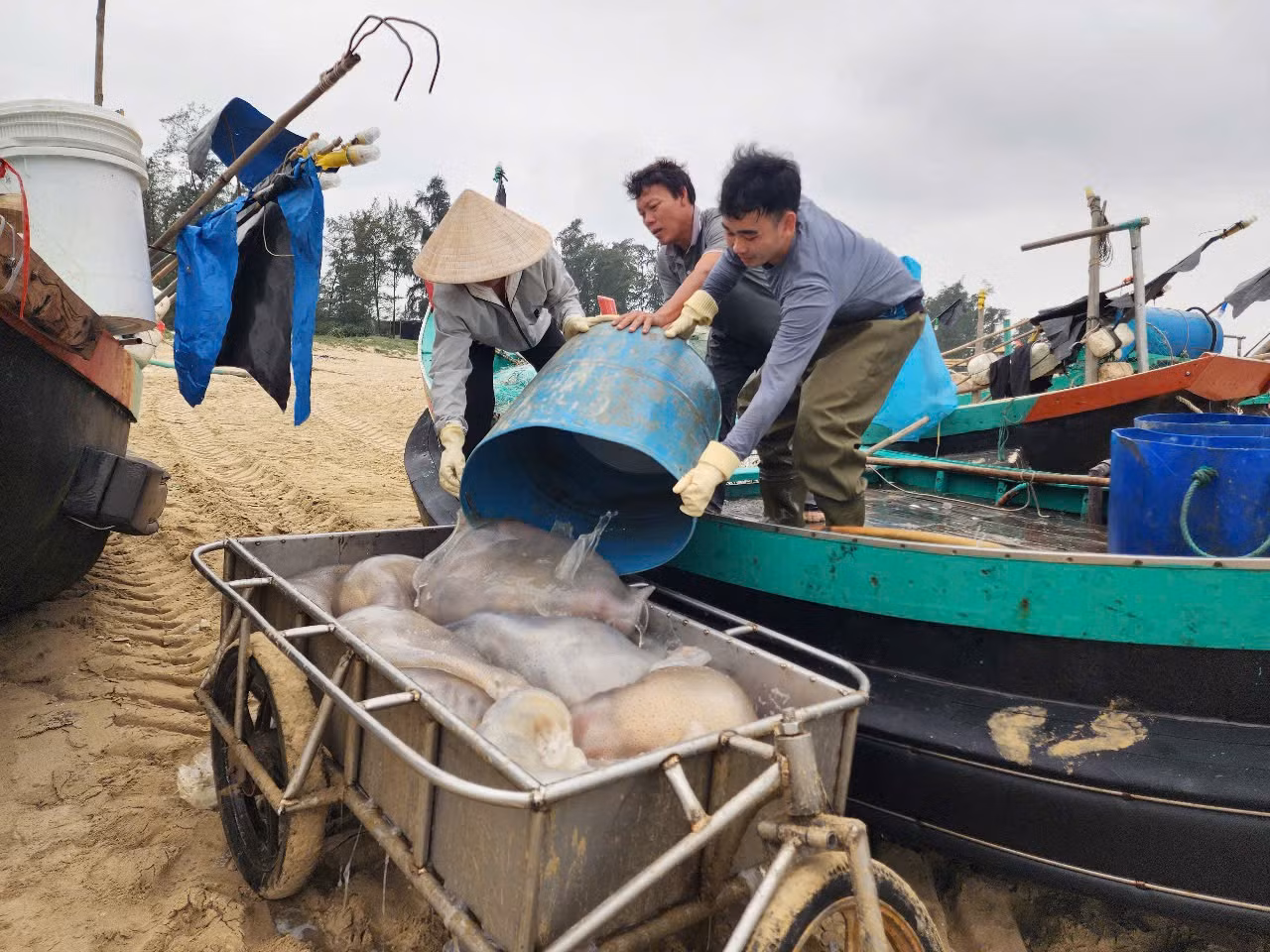 Ngư dân cho biết, thu hoạch sứa không cần chi phí đầu tư lớn, hay ngư cụ như những loài hải sản khác, nhưng cho thu nhập khá nên ai cũng phấn khởi. Khi các thuyền cập bờ, những người phụ nữ làm nghề thu mua sứa biển đã chuẩn bị sẵn các dụng cụ xe kéo, thùng xốp, xô chậu, khay nhựa… để ra bờ vận chuyển.