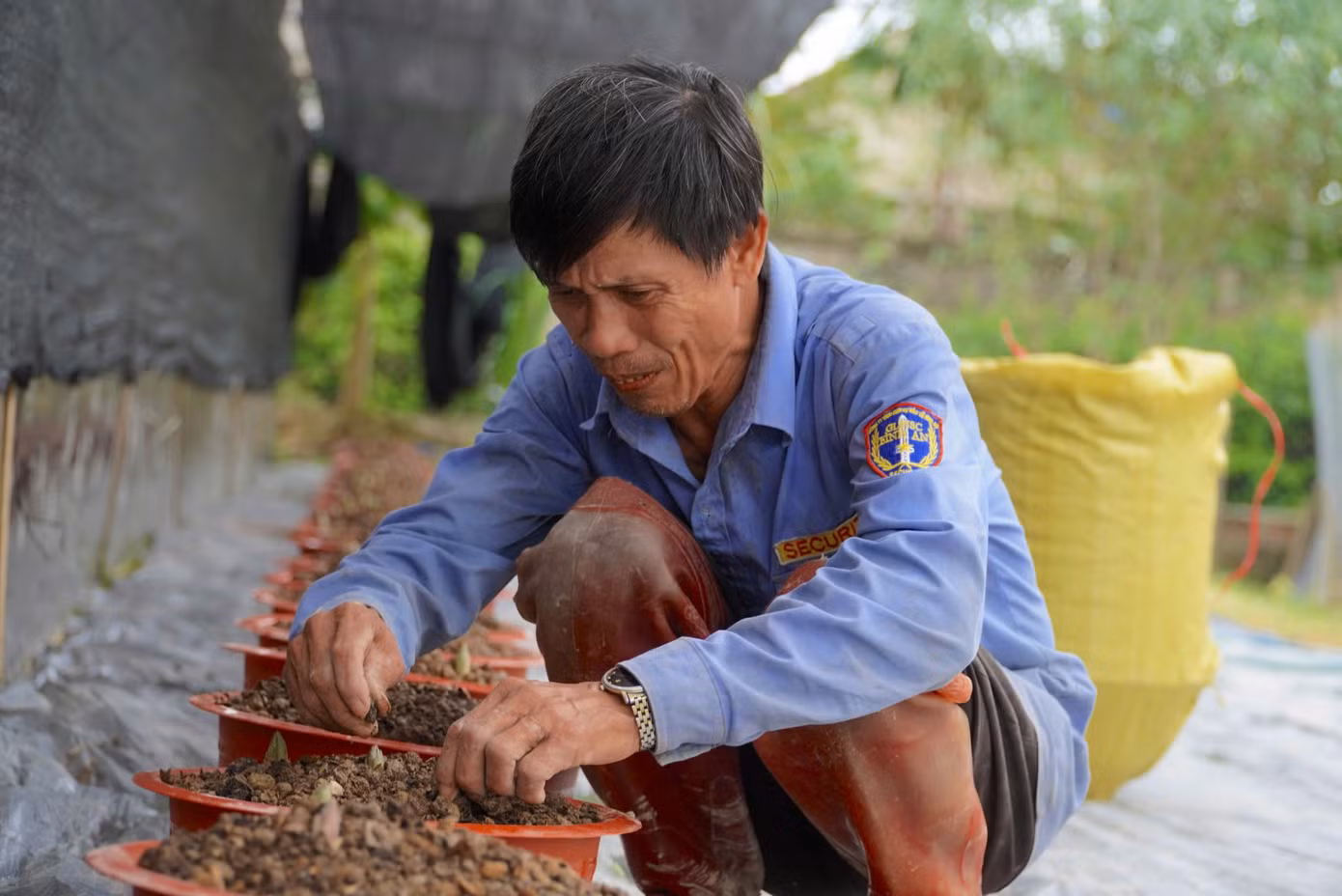 Những ngày này, ông Hồ Sỹ Lưu (58 tuổi, trú thôn Xuân Sơn) cũng đang tất bật huy động nhân lực để xuống giống kịp thời vụ hoa Tết. Ông Lưu cho biết, từ khoảng tháng 10, gia đình đã dọn dẹp, vệ sinh đất sạch sẽ, bón vôi khử trùng, bón lót sẵn phân hữu cơ, để chuẩn bị sản xuất vụ mới.