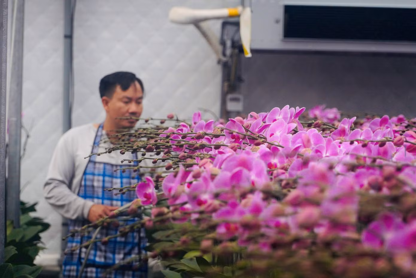 Đến thời điểm này, vườn lan trồng trên vùng đất cát đã bán được trên 85%, còn 15% bán lẻ cho khách hàng có nhu cầu. Theo nhà vườn, giá bán hoa lan năm nay tương đương năm ngoái, ước doanh thu dịp Tết Ất Tỵ 2025 khoảng 8 tỷ đồng.