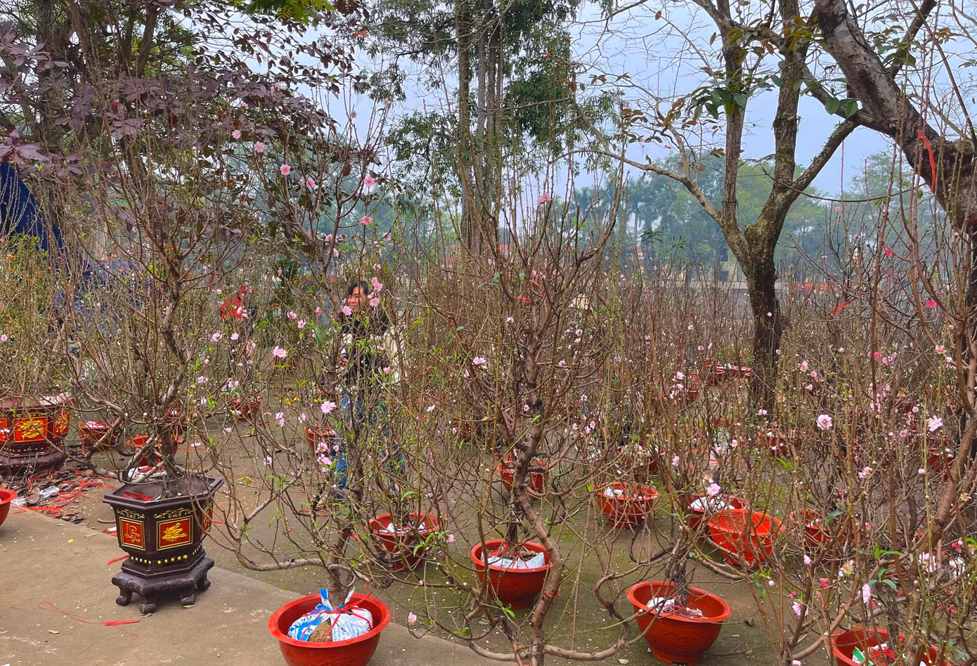 Vắng khách, tiểu thương hạ giá sập sàn, bán như cho nhưng chợ hoa Hà Tĩnh trong ngày 29 Tết vẫn ế ẩm.