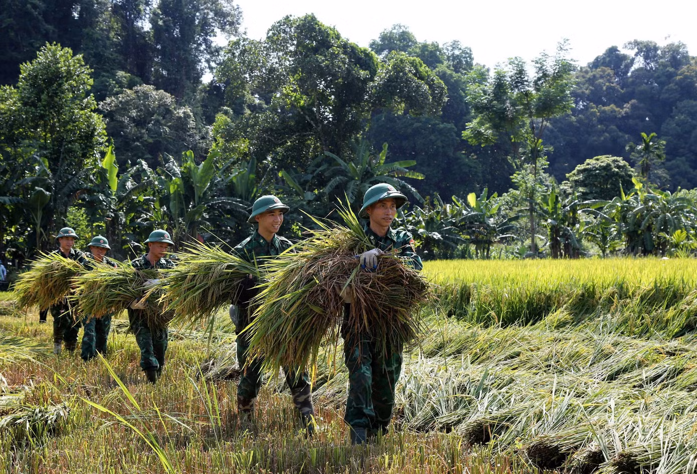 Hàng chục chiến sĩ biên phòng, cán bộ Hội Nông dân huyện Hương Khê tình nguyện lội ruộng gặt và đưa lúa về tận nhà cho bà con.