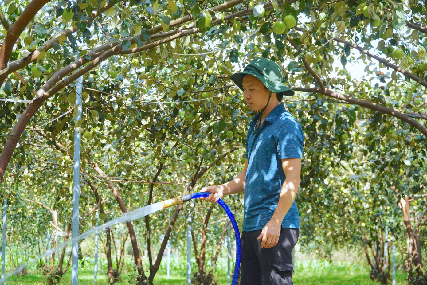 Anh Tính bắt đầu trồng táo từ 2017, đây là năm thứ 2 cho thu hoạch. Thời điểm thu hoạch từ 12 âm lịch đến cuối tháng 1 năm sau. Năm nay, nhờ thời tiết thuận lợi nên vườn táo cho năng suất cao, ước tính hết vụ thu hoạch được khoảng hơn 7 tấn.