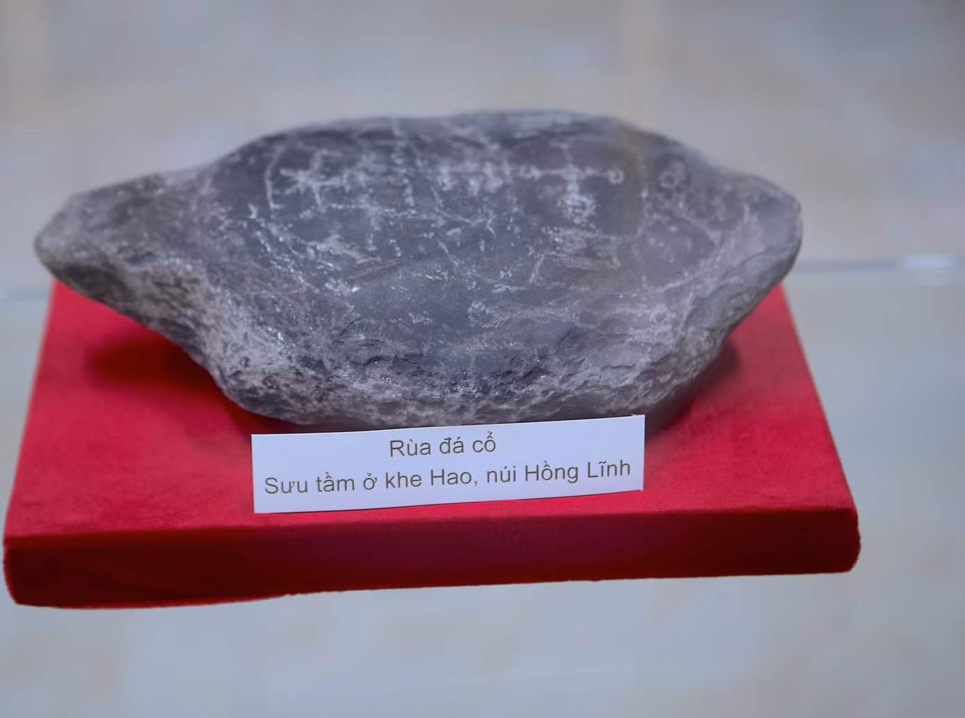 Sau khi sưu tầm, các cổ vật đã được chủ nhân bảo tàng mời chuyên gia tại Bảo tàng Hà Tĩnh thẩm định, xử lý khoa học và số hóa. Trong ảnh là rùa đá cổ có nguồn gốc ở khe Hao, núi Hồng Lĩnh (Hà Tĩnh) với niên đại hàng ngàn năm.
