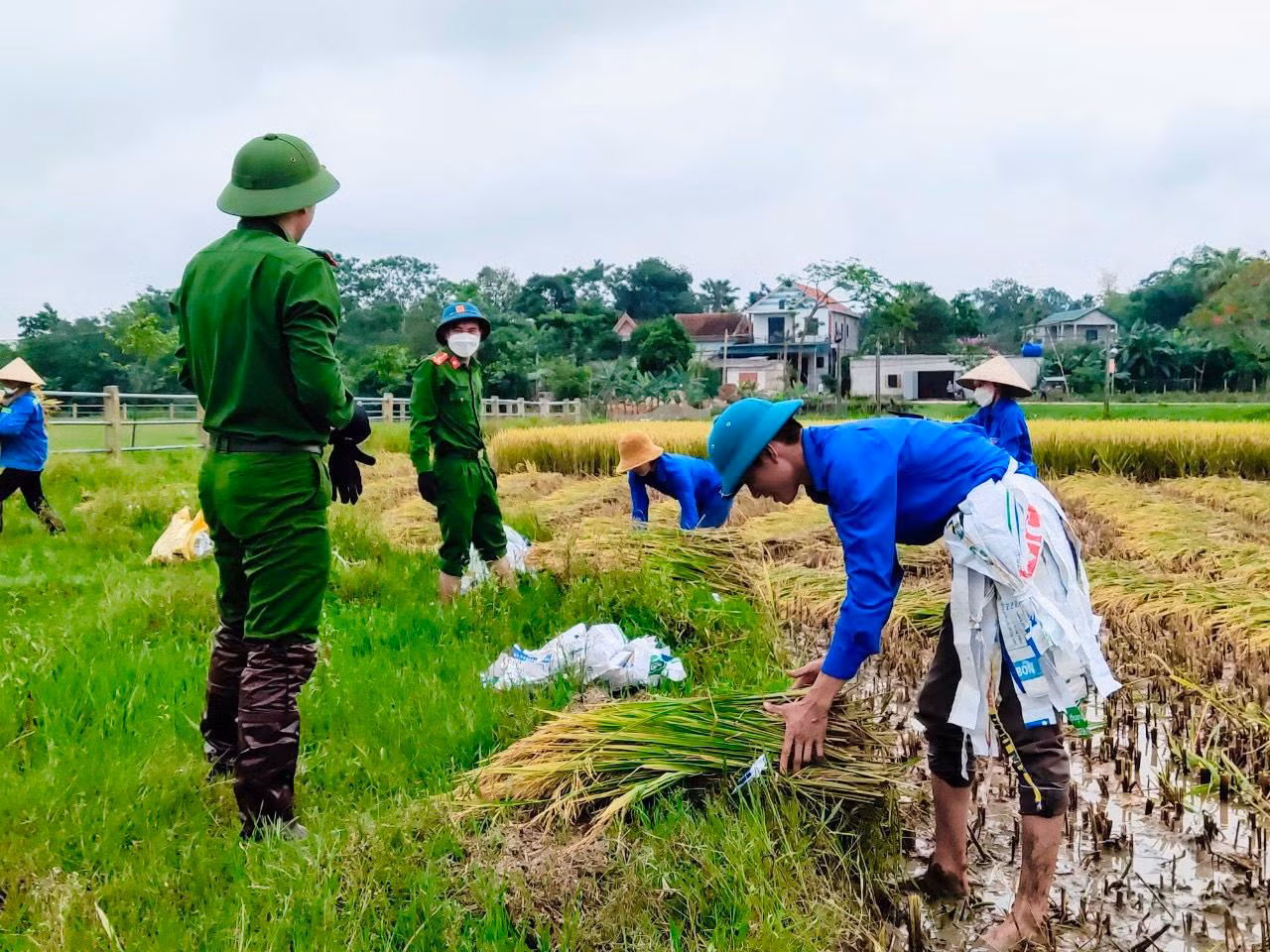 Trên cánh đồng ngập sắc xanh tình nguyện.