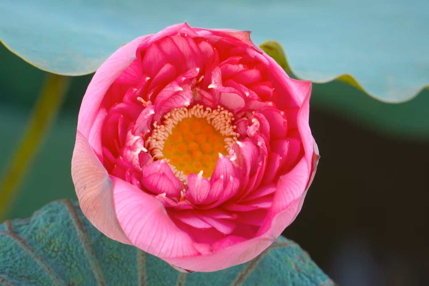 Sen ở Hà Tĩnh nở rộ vào tháng 6. Trên đầm sen rộng, những đoá sen đua nhau nở làm xao xuyến lòng người khi ngắm nhìn.