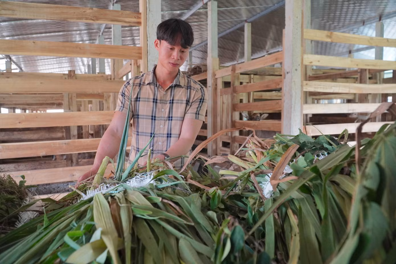 Hươu chủ yếu ăn các thực phẩm như cỏ, cây ngô, lá rừng, khoai...
