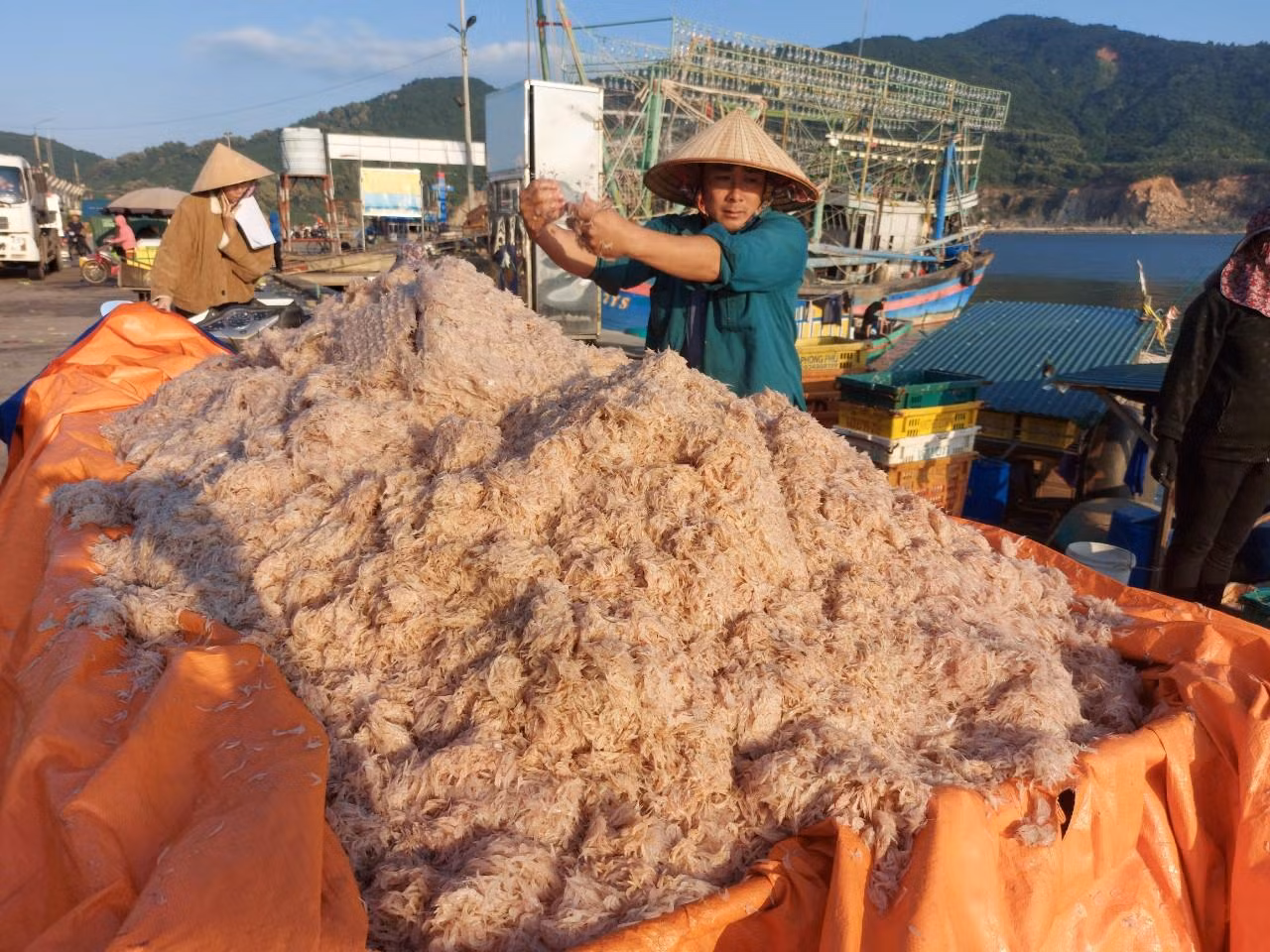 Ruốc được đưa từ thuyền lên bờ rồi dùng xe kéo để vận chuyển về nhà để làm mắm ruốc.