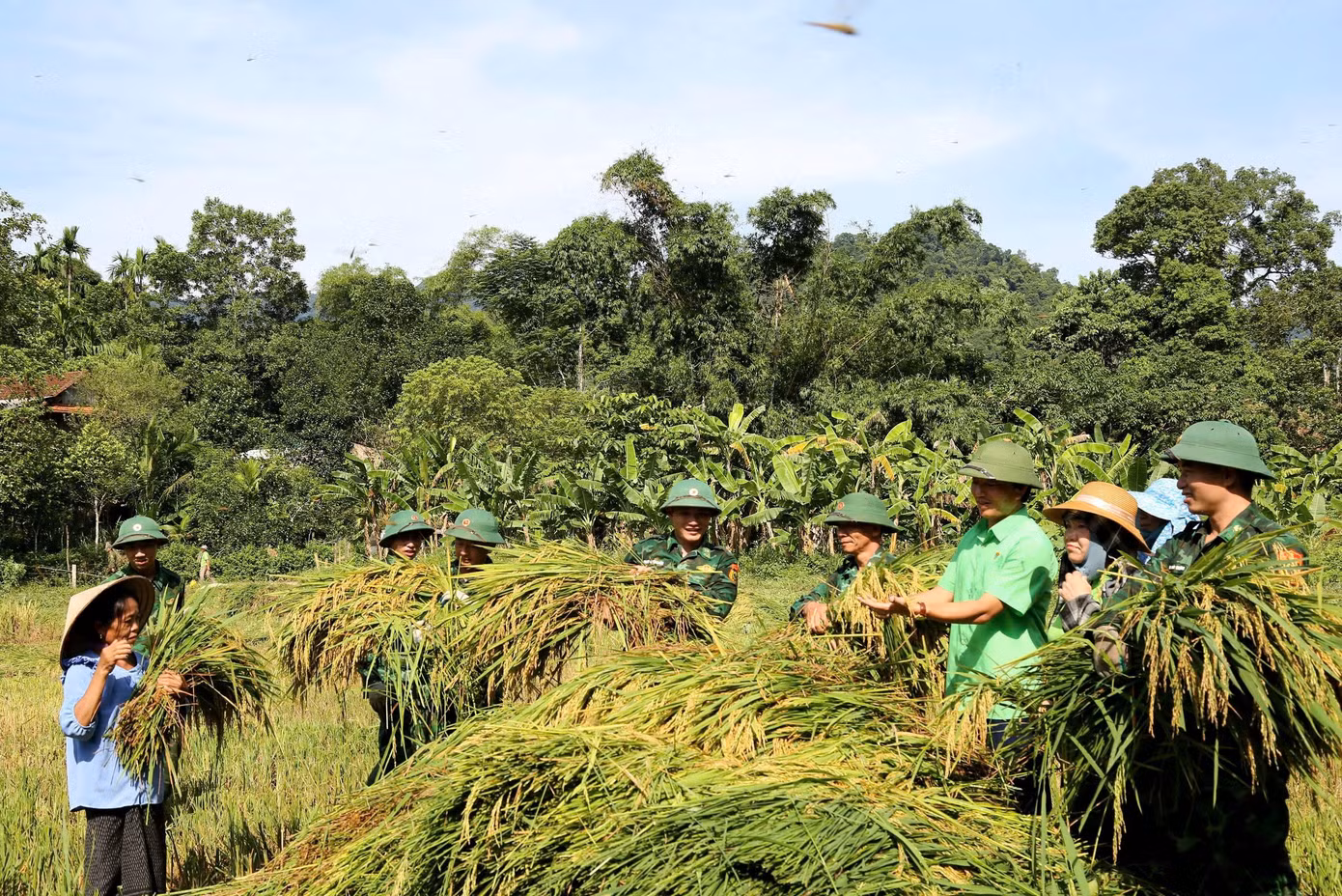Hàng chục chiến sỹ Đồn Biên phòng Bản Giàng (đóng tại địa bàn huyện Hương Khê, tỉnh Hà Tĩnh) cùng cán bộ Hội Nông dân huyện đã hỗ trợ người dân tộc Chứt ở bản Giàng 2, xã Hương Vĩnh thu hoạch lúa.