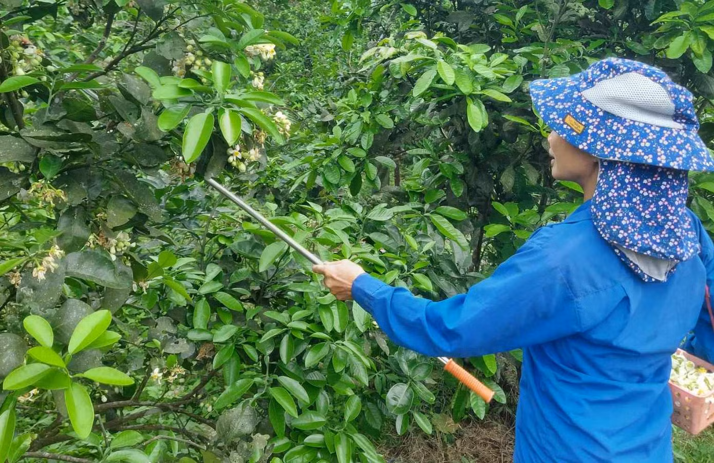 Để thụ phấn bổ sung cho hoa bưởi, người dân lấy phấn của cây bưởi chua quét lên nhụy hoa của cây bưởi Phúc Trạch. Hoa bưởi chua được chọn phải đều, cánh mịn, khi chấm thử vào lòng bàn tay phấn hoa màu vàng sẽ rời ra thì khả năng đậu quả khi cho thụ phấn sẽ cao hơn.
