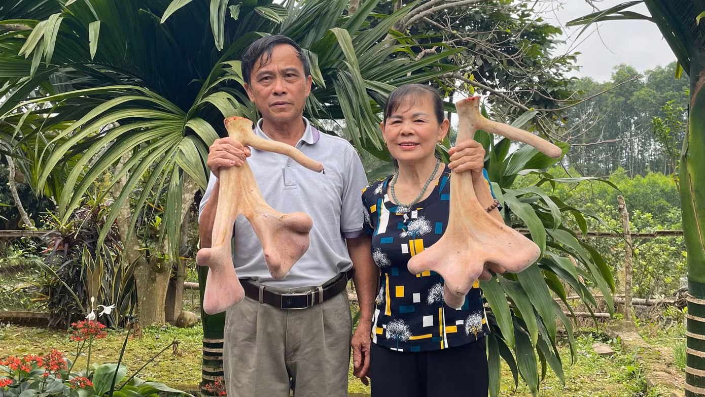 Cặp nhung trọng lượng lớn, được bán với giá gần 50 triệu đồng.