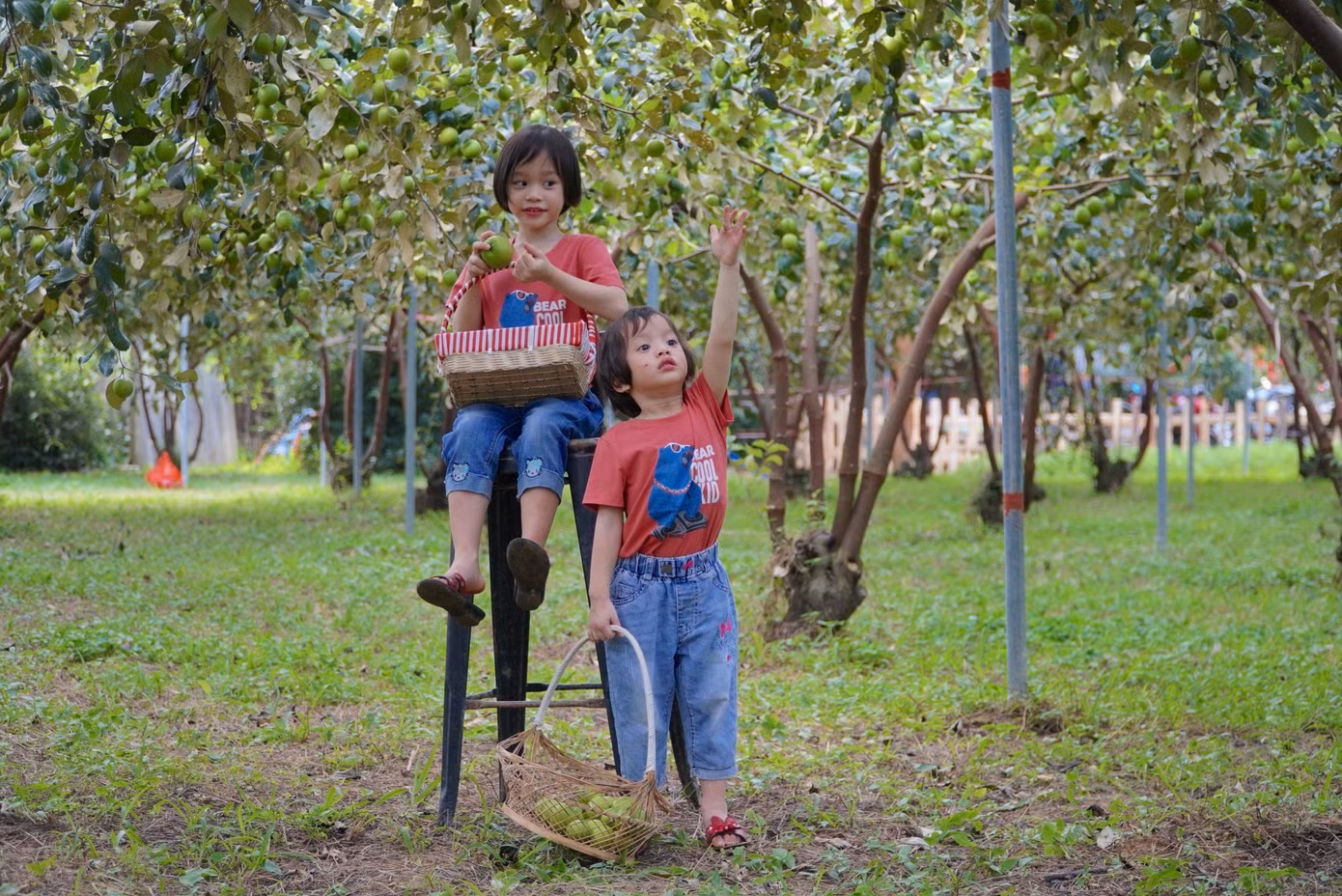 Khung cảnh thơ mộng với những trái táo nhỏ màu xanh trở thành nơi lý tưởng để hẹn hò, nói chuyện và chụp ảnh.