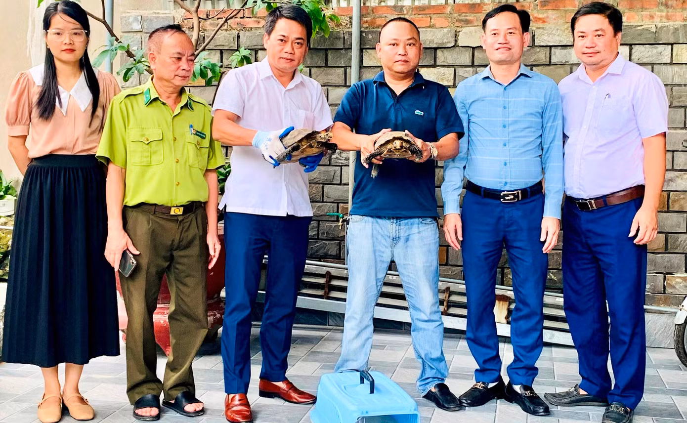 Buổi tiếp nhận 2 cá thể rùa núi viền quý hiếm do người dân giao nộp để thả về môi trường tự nhiên.