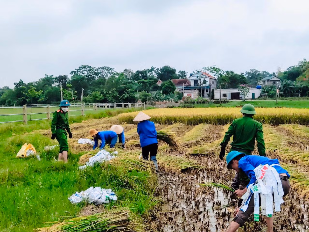 Tranh thủ lúc trời hửng nắng, công an và những tình nguyện viên xuống đồng giúp dân. Mỗi người phân chia nhau hỗ trợ thu hoạch lúa.