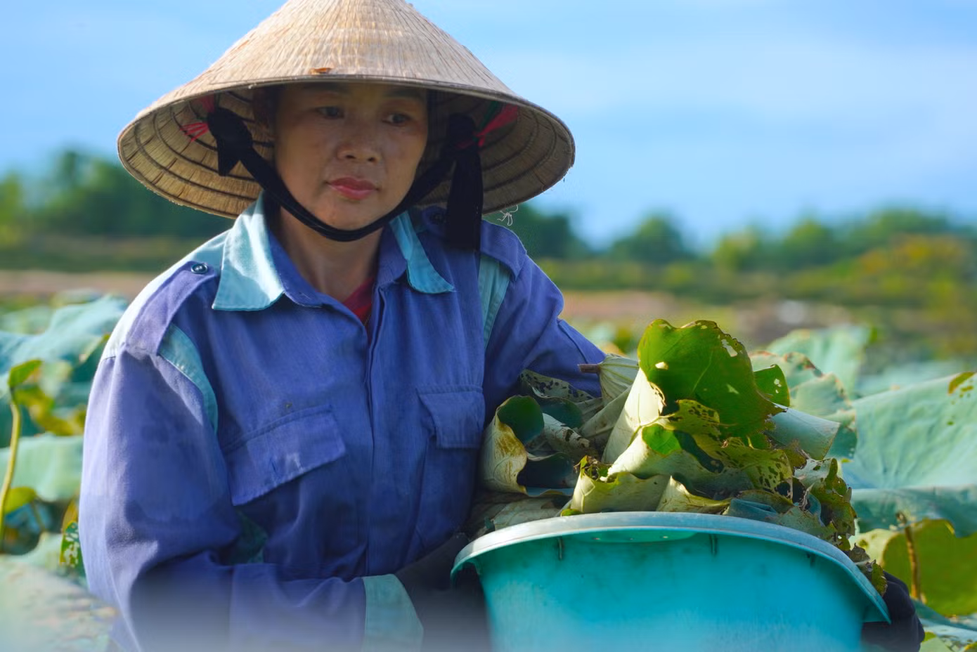 Người dân vui mừng vì sen năm nay được mùa, được giá. Từ đầu mùa đến nay đã thu hoạch hơn 50.0000 bông.