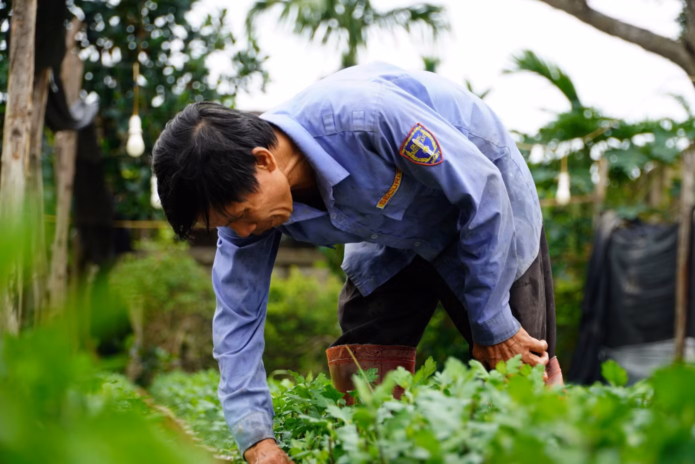 Bên cạnh phục vụ thị trường trong vùng, xã Lưu Vĩnh Sơn cũng là nơi cung cấp hoa Tết chủ yếu cho thành phố Hà Tĩnh và các địa bàn lân cận. Những năm gần đây, thị trường hoa cúc Tết khá ổn định, mang về nguồn thu khá cho người dân.