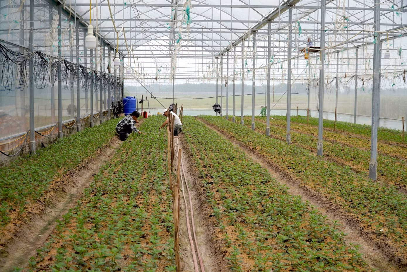 Tại thôn Xuân Sơn (xã Lưu Vĩnh Sơn), cúc Đà Lạt là giống hoa chủ lực được nông dân chọn trồng để phục vụ thị trường dịp Tết. Những ngày này, làng hoa nổi tiếng trở nên nhộn nhịp, nhà vườn xuống giống hoa để chuẩn bị thị trường Tết Nguyên đán 2025.