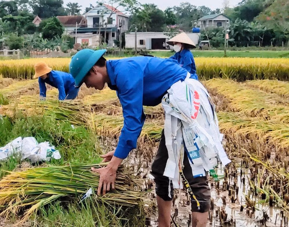 Những thanh niên khoác trên mình màu áo xanh tình nguyện giúp người dân thu hoạch lúa trên cánh đồng chín vàng.