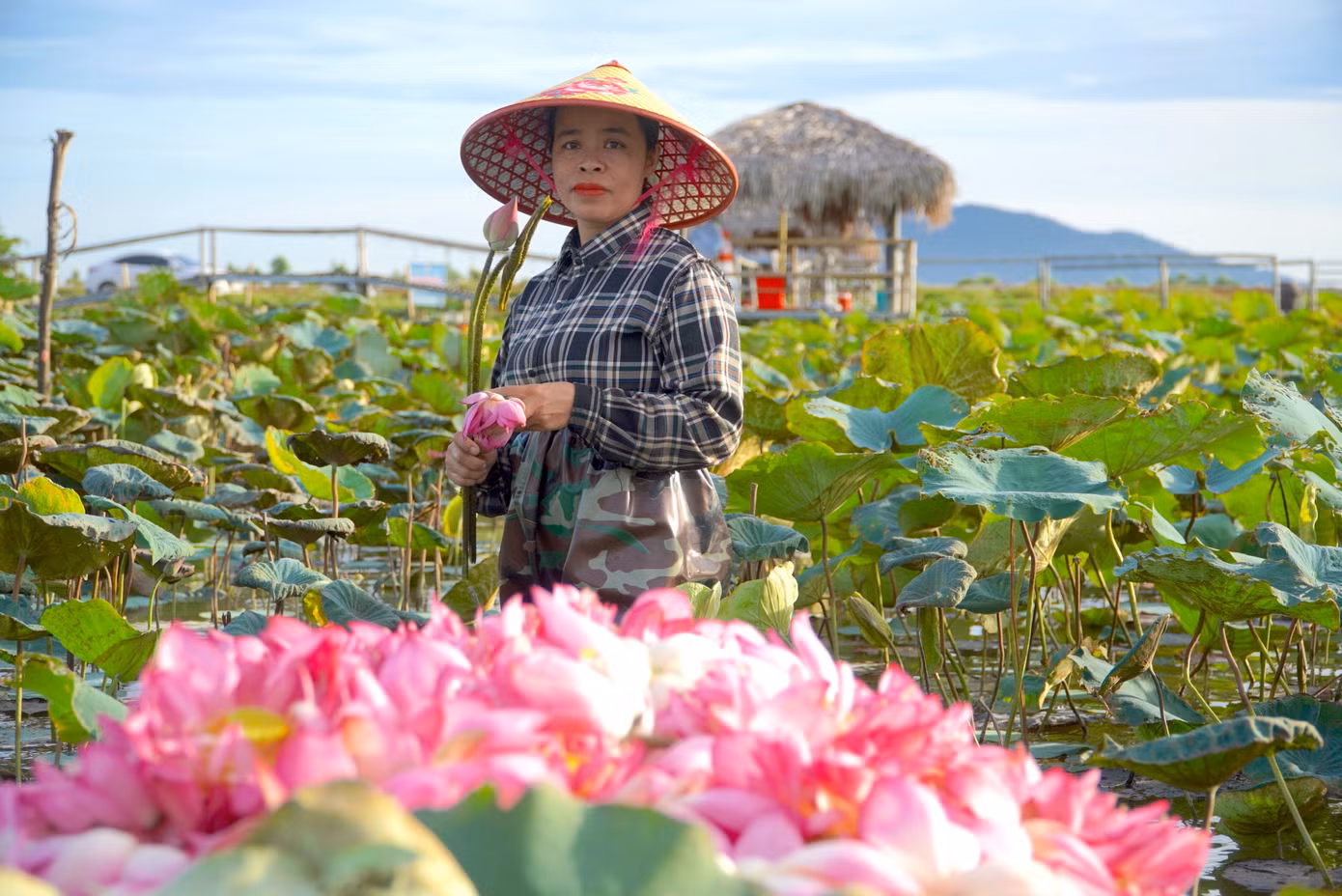 Người dân vui mừng vì sen năm nay được mùa, được giá. Từ đầu mùa đến nay đã thu hoạch hơn 50.0000 bông.