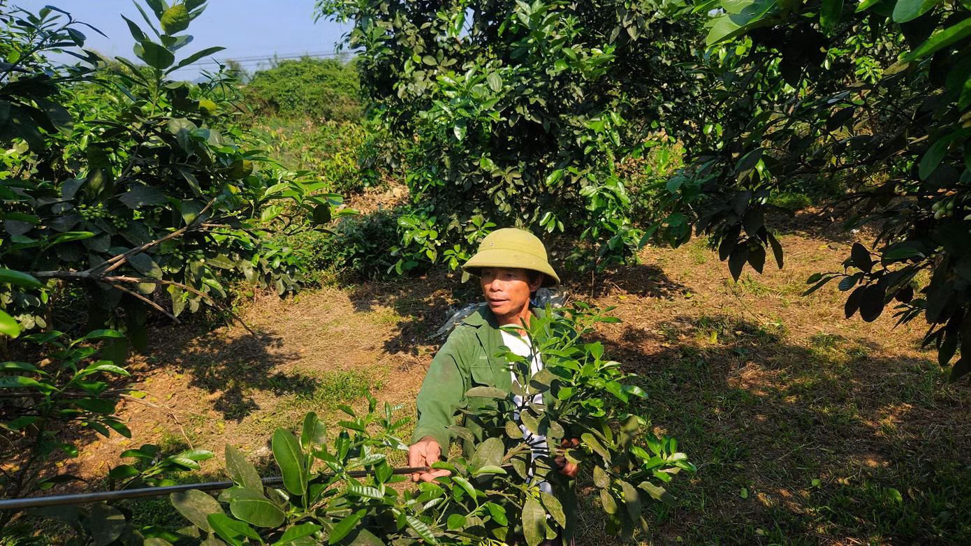 Trung bình mỗi ngày một người làm chỉ thụ phấn được 5-7 cây. Tùy theo thời tiết từng năm mà cây bưởi ra hoa sớm hay muộn. Năm nay hoa bưởi ra muộn hơn so với mọi năm nhưng hoa nhiều, đẹp hơn nên bà con hy vọng có mùa vụ bội thu.