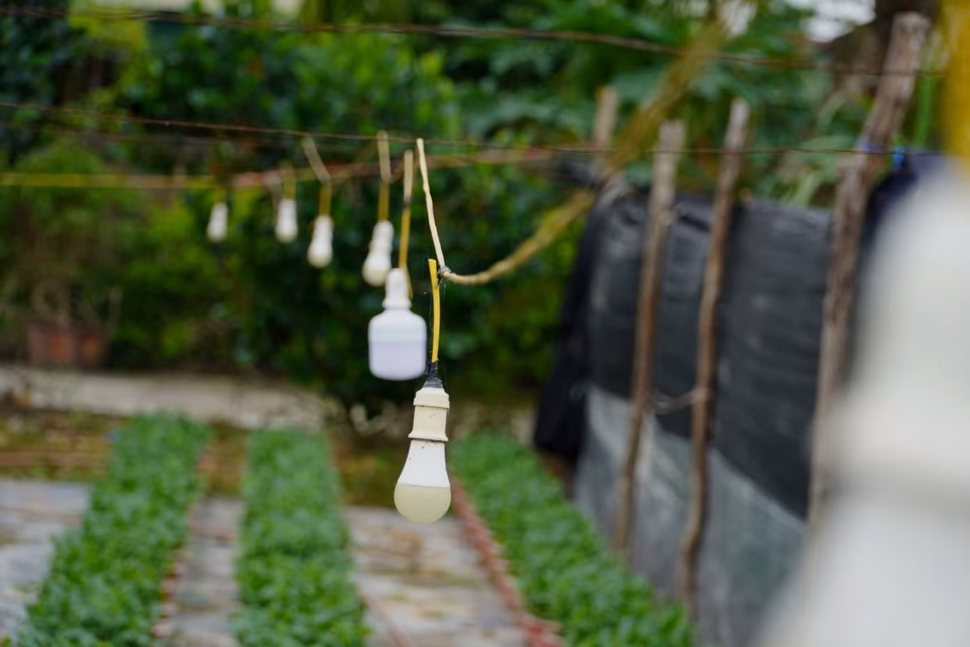 Người dân dùng đèn để chiếu sáng cho hoa vào ban đêm để hoa phát triển tốt.