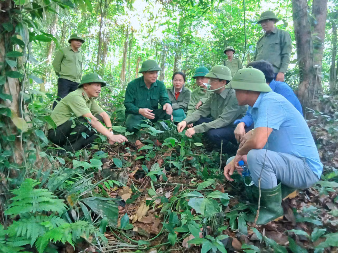 Ngành chức năng kiểm tra quá trình cây dược liệu phát triển dưới tán rừng.