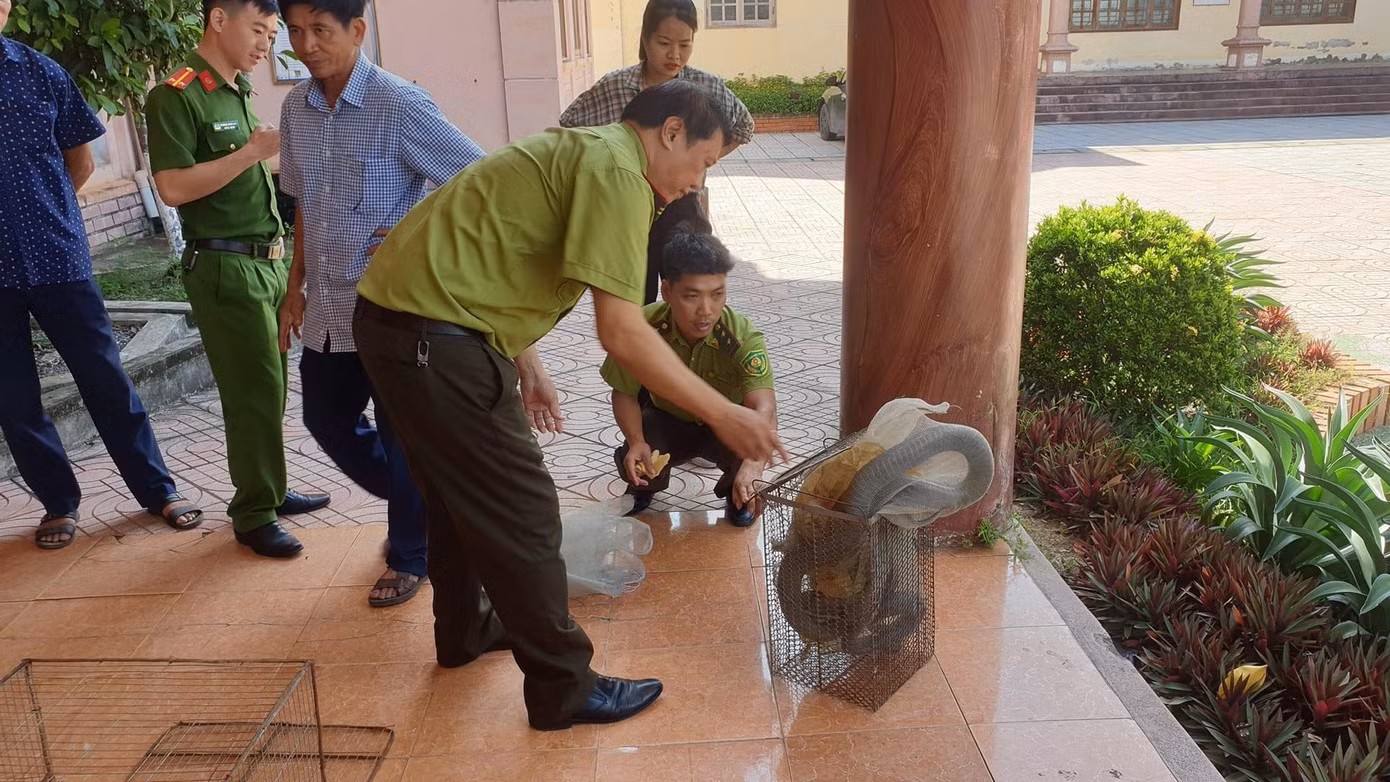 Lực lượng chức năng tiếp nhận cá thể rắn để thả về môi trường rừng tự nhiên.