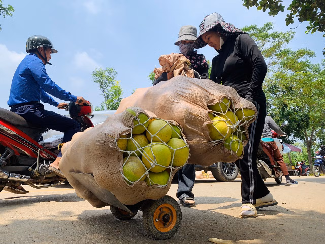 Hiện bưởi Phúc Trạch đã được thu hoạch trên 50%. Ngành chức năng địa phương cũng đã khuyến cáo người dân thu hoạch bưởi càng sớm càng tốt để tránh ảnh hưởng của mưa lũ. Năm nay, theo báo cáo của Phòng Nông nghiệp và Phát triển nông thôn (NN&amp;PTNT) huyện Hương Khê, tổng sản lượng bưởi Phúc Trạch toàn huyện năm nay đạt gần 23.000 tấn.
