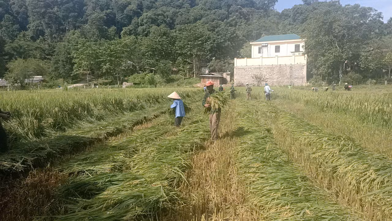 Với phương châm “xanh nhà hơn già đồng”, các chiến sĩ giúp bà con thu hoạch lúa trước khi bão vào đất liền đề phòng mưa lũ gây hư hỏng.